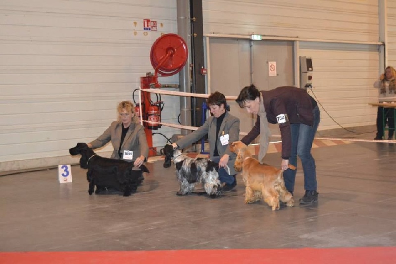 Dan l's Fear fighter - 1er excellent classe jeune meilleur jeune mâle