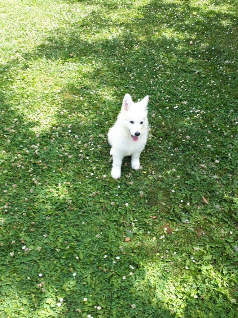 du domaine de l'Escaut - Berger Blanc Suisse - Portée née le 06/05/2018
