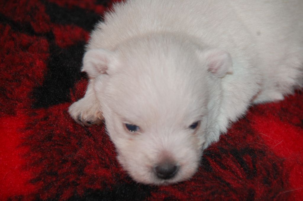 CHIOT 1 - West Highland White Terrier