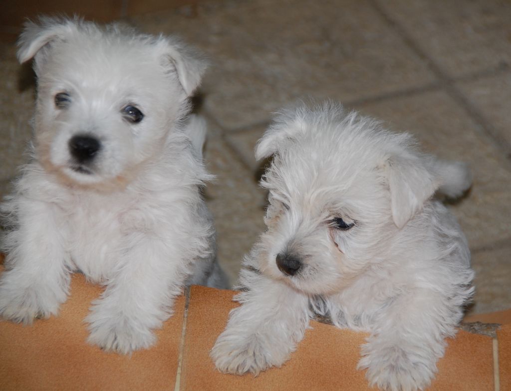 chiot West Highland White Terrier du vallon des Aures