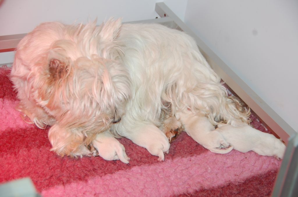 chiot West Highland White Terrier du vallon des Aures