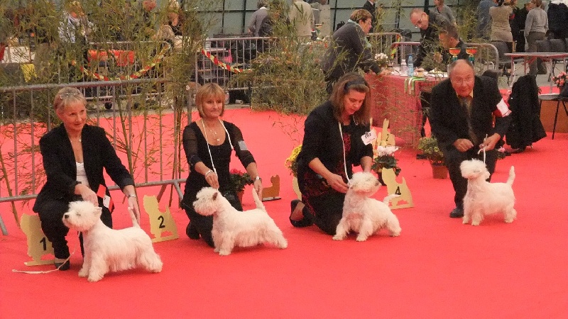 CH. Lamsmore Diva - 2ème excellent (cotation 4 recommandé)