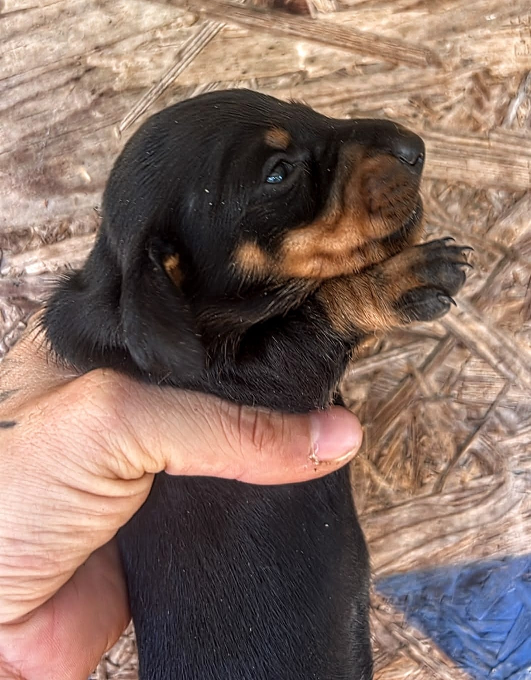 CHIOT 2