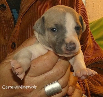Les chiots de Whippet