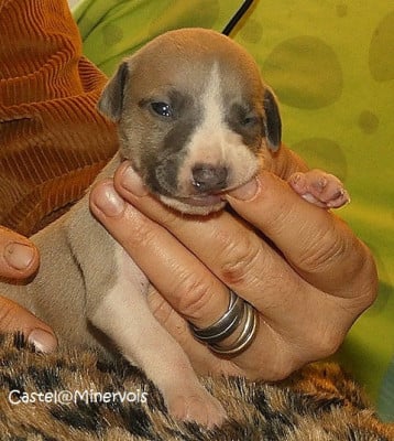 Les chiots de Whippet
