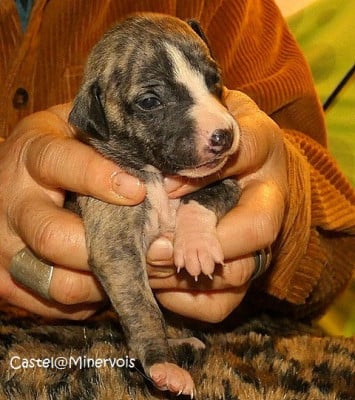 Les chiots de Whippet