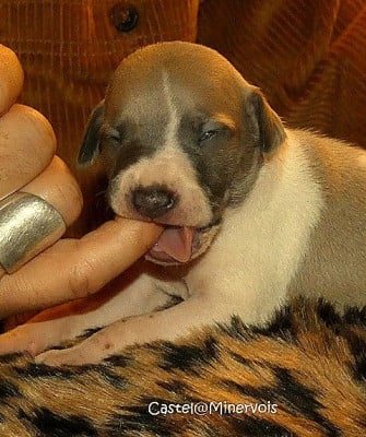 Les chiots de Whippet