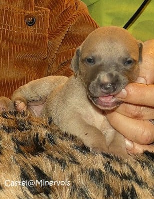 Les chiots de Whippet