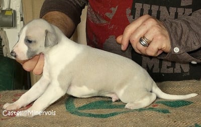 Les chiots de Whippet