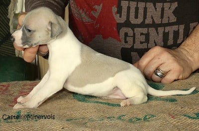 Les chiots de Whippet