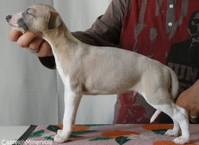 Les chiots de Whippet