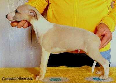 Les chiots de Whippet