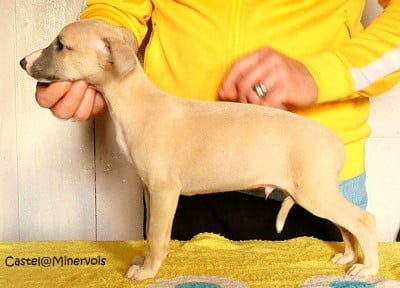 Les chiots de Whippet