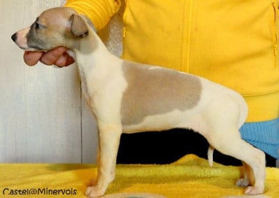 Les chiots de Whippet