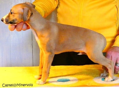 Les chiots de Whippet