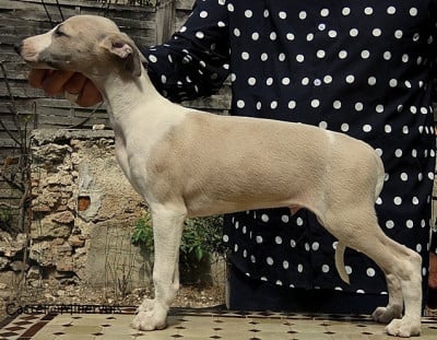 Les chiots de Whippet