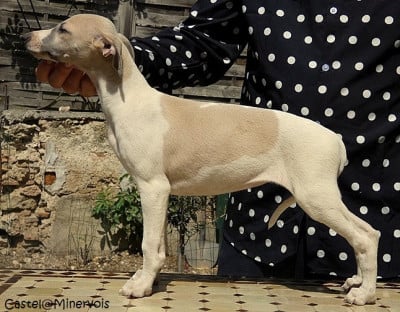 Les chiots de Whippet
