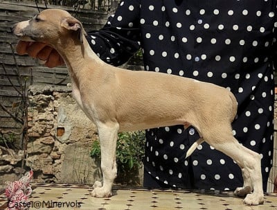 Les chiots de Whippet