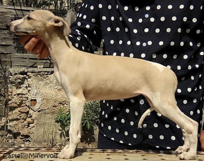 Les chiots de Whippet