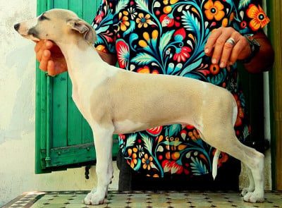 Les chiots de Whippet