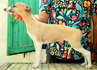 Les chiots de Whippet