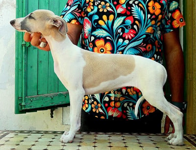 Les chiots de Whippet
