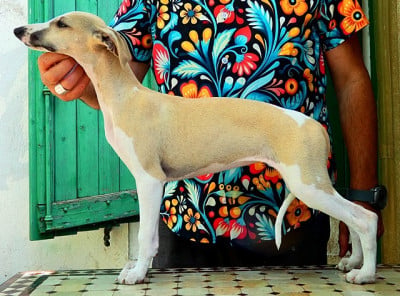 Les chiots de Whippet