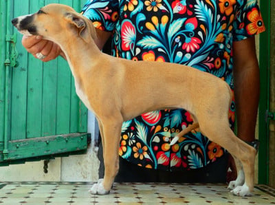 Les chiots de Whippet