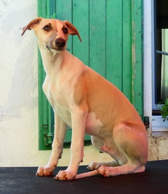 Les chiots de Whippet