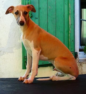 Les chiots de Whippet