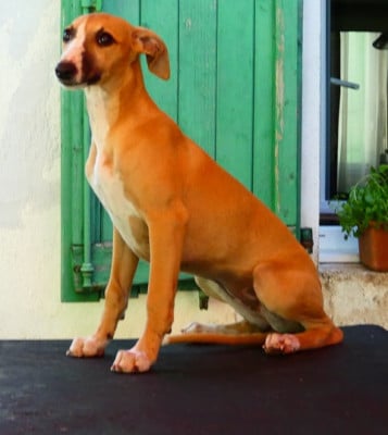 Les chiots de Whippet