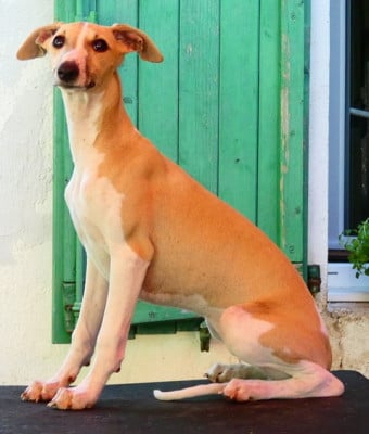 Les chiots de Whippet