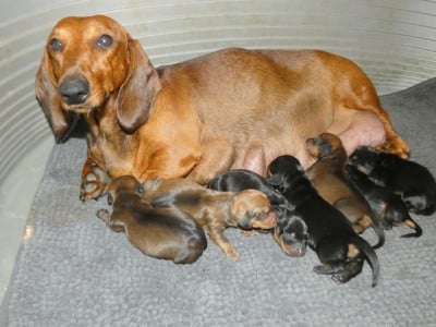 Les chiots de Teckel poil ras