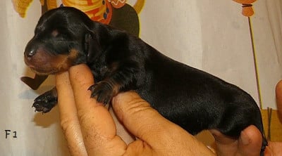 Les chiots de Teckel poil ras