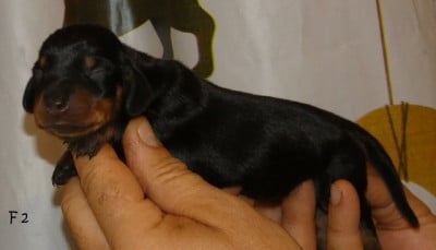 Les chiots de Teckel poil ras