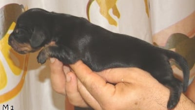 Les chiots de Teckel poil ras