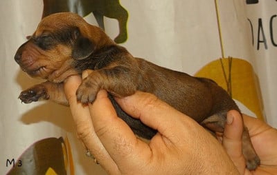 Les chiots de Teckel poil ras