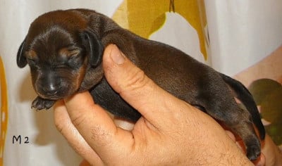 Les chiots de Teckel poil ras