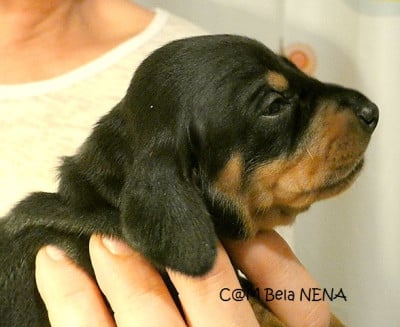 Les chiots de Teckel poil ras
