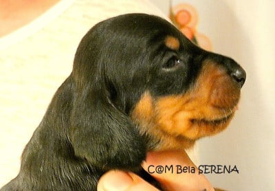 Les chiots de Teckel poil ras