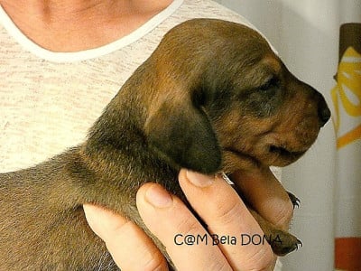 Les chiots de Teckel poil ras