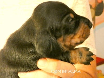 Les chiots de Teckel poil ras