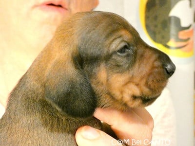Les chiots de Teckel poil ras