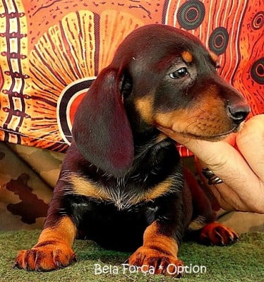 Les chiots de Teckel poil ras