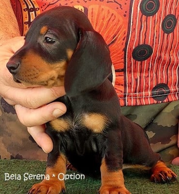 Les chiots de Teckel poil ras