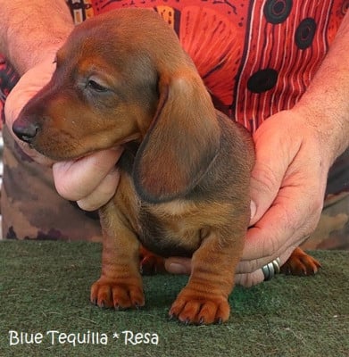 Les chiots de Teckel poil ras