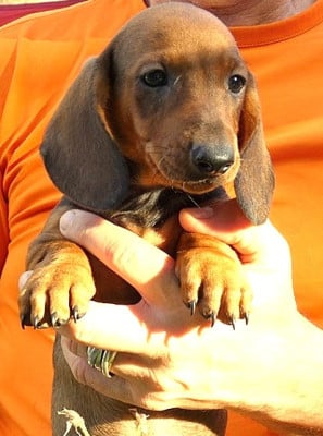 Les chiots de Teckel poil ras