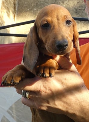 Les chiots de Teckel poil ras