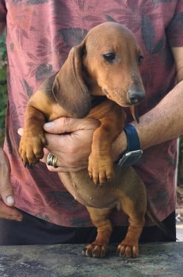 Les chiots de Teckel poil ras