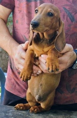 Les chiots de Teckel poil ras